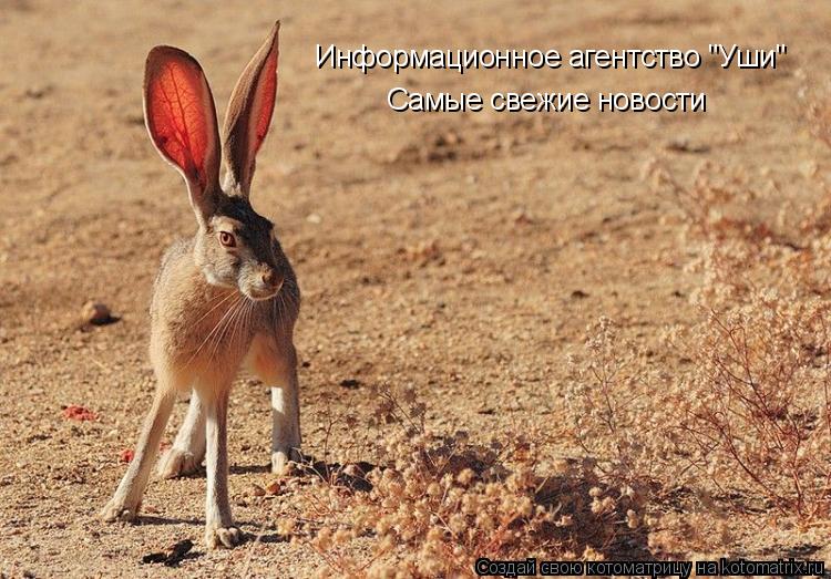 Котоматрица: Информационное агентство "Уши" Самые свежие новости