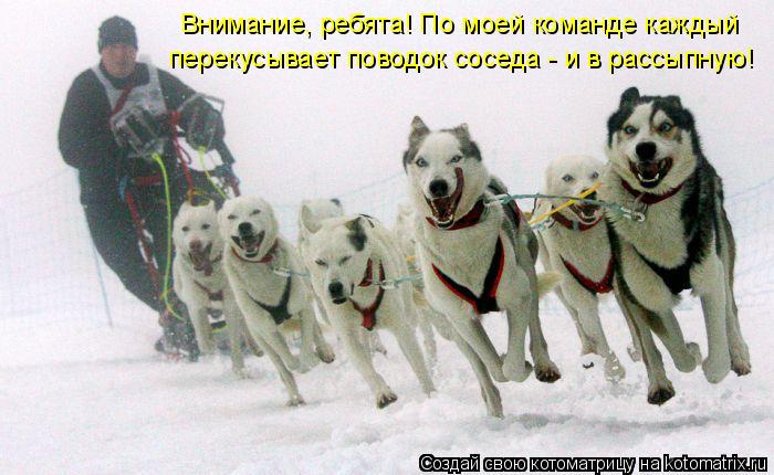 Котоматрица: Внимание, ребята! По моей команде каждый  перекусывает поводок соседа - и в рассыпную!