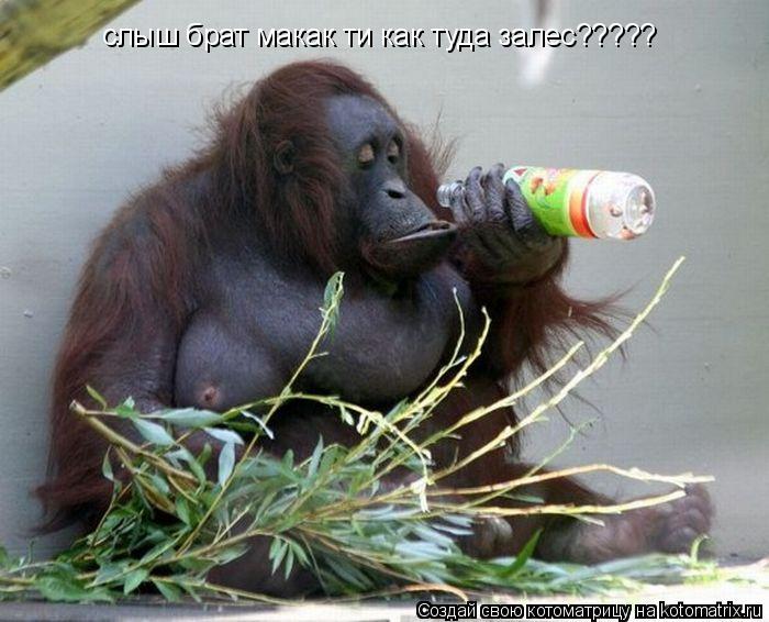 Котоматрица: слыш брат макак ти как туда залес?????