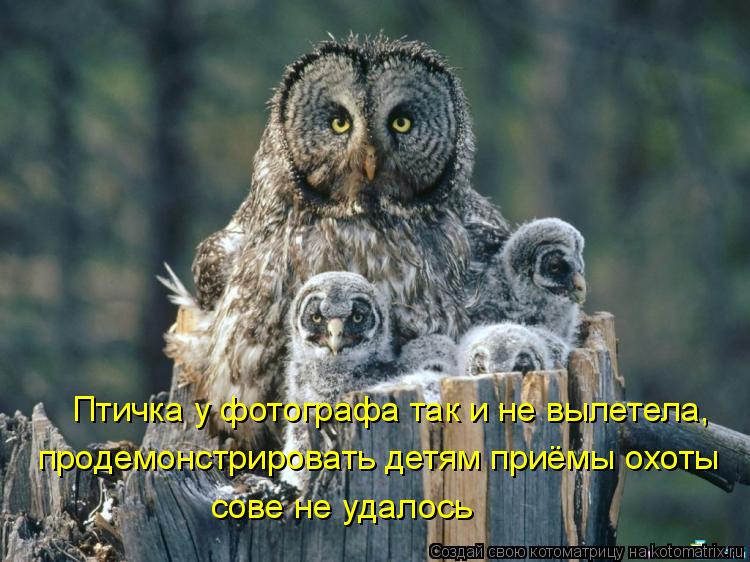 Котоматрица: Птичка у фотографа так и не вылетела,  продемонстрировать детям приёмы охоты  сове не удалось