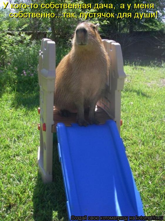 Котоматрица: У кого-то собственная дача, а у меня  собственно...так, пустячок для души!