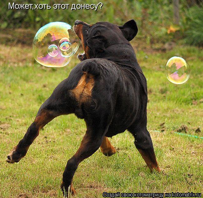 Котоматрица: Может,хоть этот донесу?