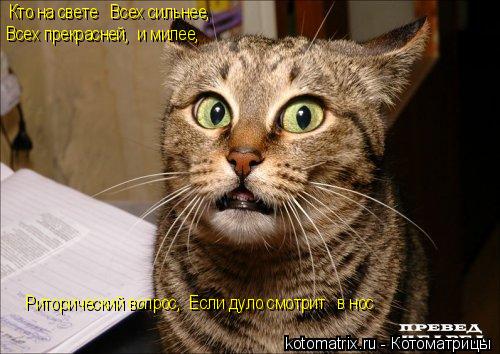 Котоматрица: Кто на свете   Всех сильнее, Всех прекрасней,  и милее, Риторический вопрос,  Если дуло смотрит   в нос
