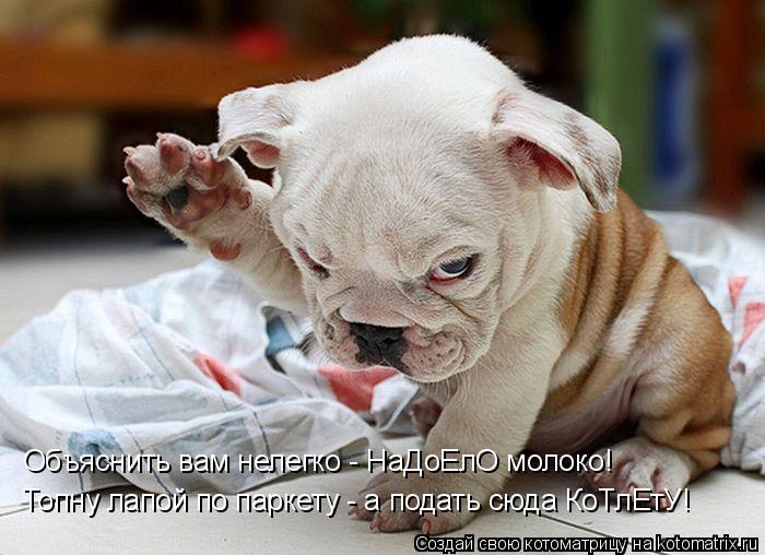 Котоматрица: Объяснить вам нелегко - НаДоЕлО молоко!  Топну лапой по паркету - а подать сюда КоТлЕтУ!