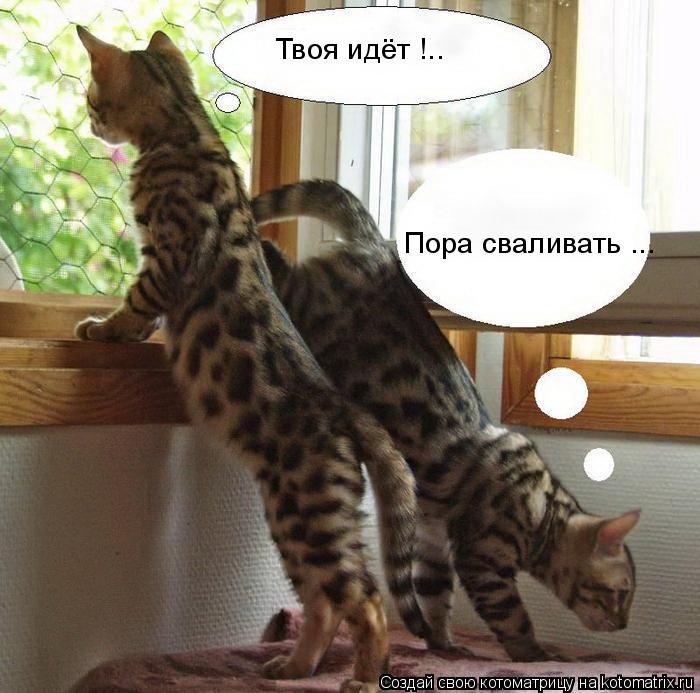 Котоматрица: Твоя идёт !.. Пора сваливать ...