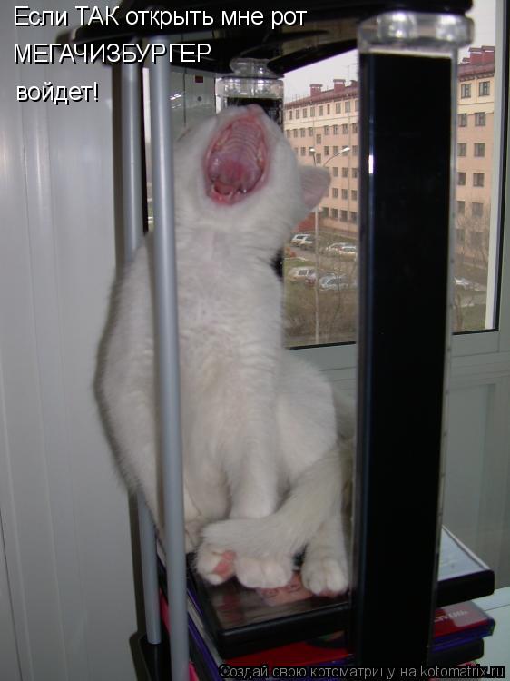 Котоматрица: Если ТАК открыть мне рот  МЕГАЧИЗБУРГЕР войдет!