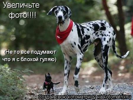 Котоматрица: Увеличьте  фото!!!! (Не то все подумают что я с блохой гуляю)