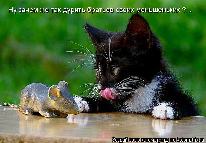 Котоматрица: Ну зачем же так дурить братьев своих меньшеньких ? ..