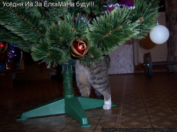 Котоматрица: Усёдня Иа За ЕлкаМаНа буду!!!