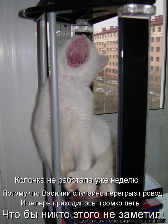 Котоматрица: Колонка не работала уже неделю Потому что Василий случайно перегрыз провод Что бы никто этого не заметил! И теперь приходилось  громко петь