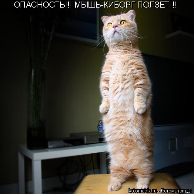 Котоматрица: ОПАСНОСТЬ!!! МЫШЬ-КИБОРГ ПОЛЗЕТ!!!