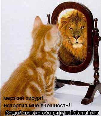 Котоматрица: мерзкий хирург!  испортил мне внешность!!