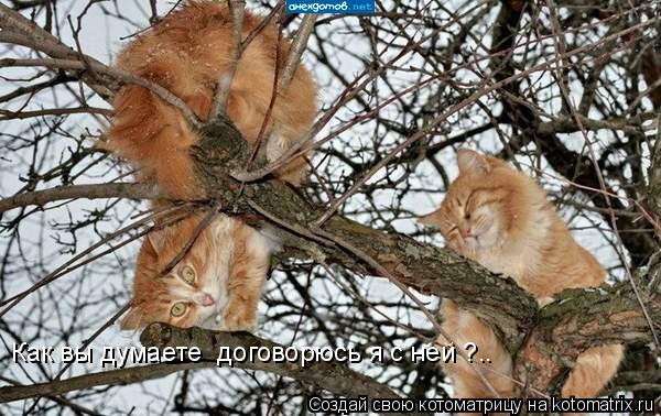 Котоматрица: Как вы думаете  договорюсь я с ней ?..