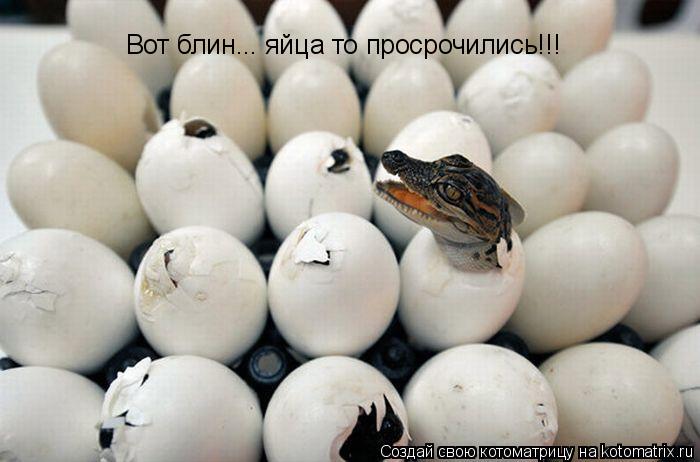 Котоматрица: Вот блин... яйца то просрочились!!!