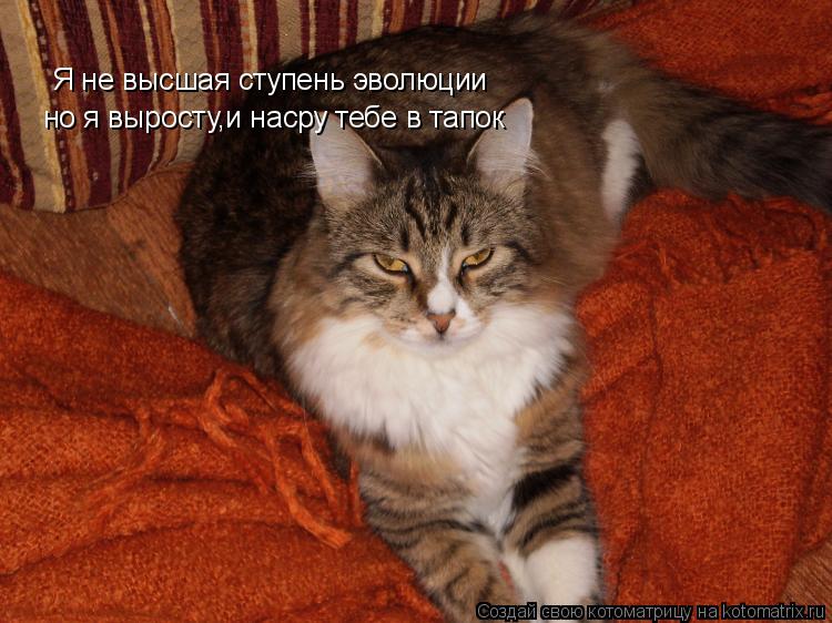 Котоматрица: Я не высшая ступень эволюции  но я выросту,и насру тебе в тапок