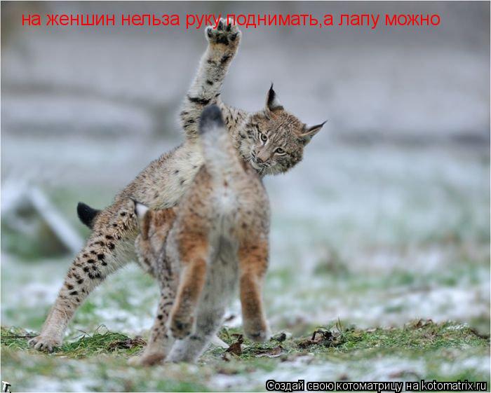 Котоматрица: на женшин нельза руку поднимать,а лапу можно