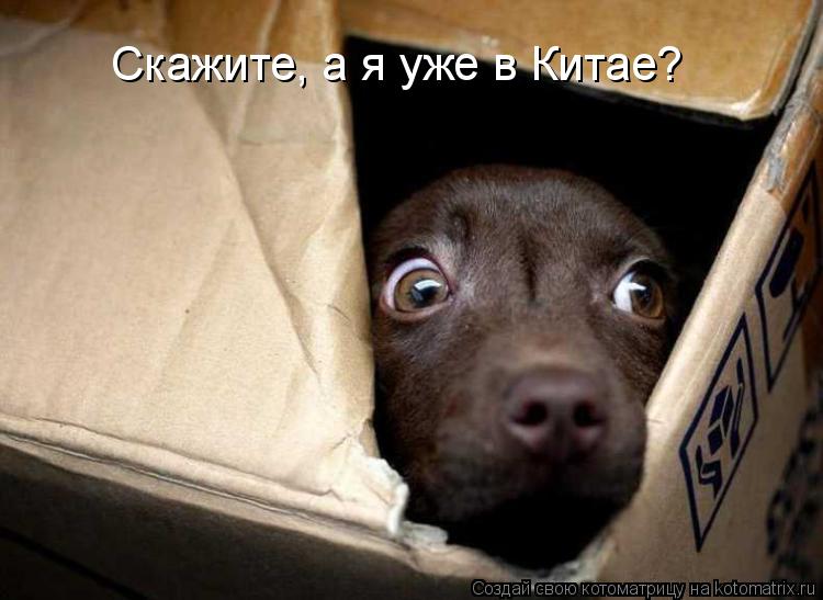 Котоматрица: Скажите, а я уже в Китае?