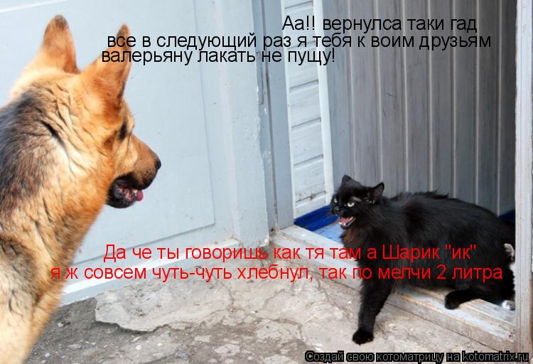Котоматрица: Аа!! вернулса таки гад все в следующий раз я тебя к воим друзьям валерьяну лакать не пущу! Да че ты говоришь как тя там а Шарик "ик" я ж совсем ч