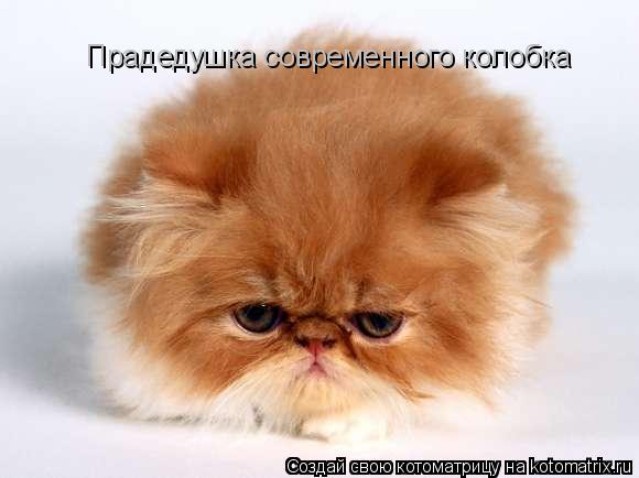 Котоматрица: Прадедушка современного колобка