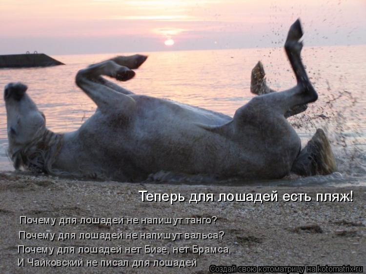 Котоматрица: Теперь для лошадей есть пляж! Почему для лошадей не напишут танго? Почему для лошадей не напишут вальса? Почему для лошадей нет Бизе, нет Бра
