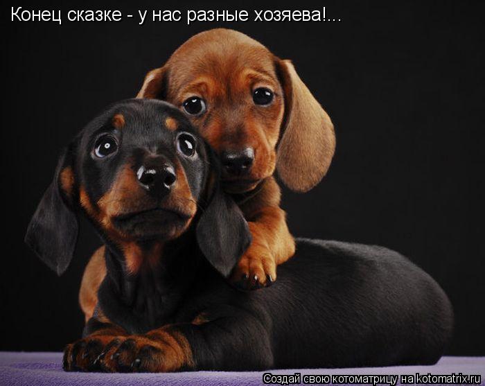 Котоматрица: Конец сказке - у нас разные хозяева!...