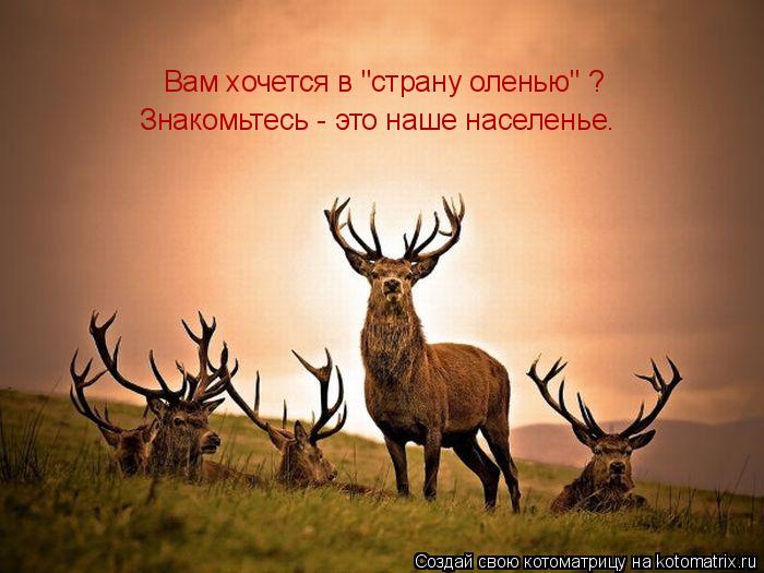 Котоматрица: Вам хочется в "страну оленью" ? Знакомьтесь - это наше населенье.