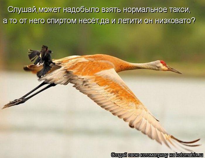 Котоматрица: Слушай,может надобыло взять нормальное такси, а то от него спиртом несёт,да и летити он низковато?