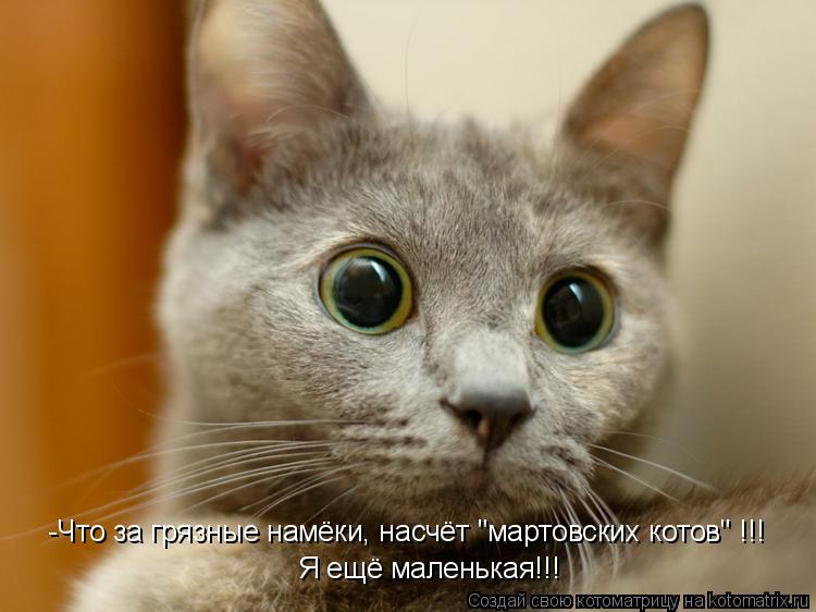 Котоматрица: -Что за грязные намёки, насчёт "мартовских котов" !!! Я ещё маленькая!!!