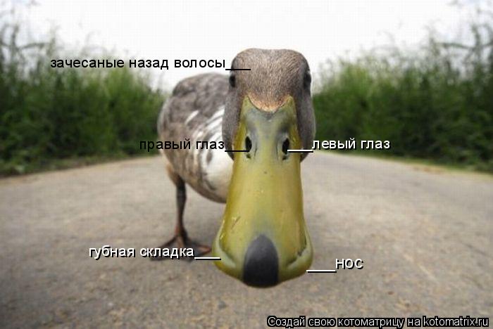Котоматрица: правый глаз___ зачесаные назад волосы___ ___левый глаз          ___нос губная складка___