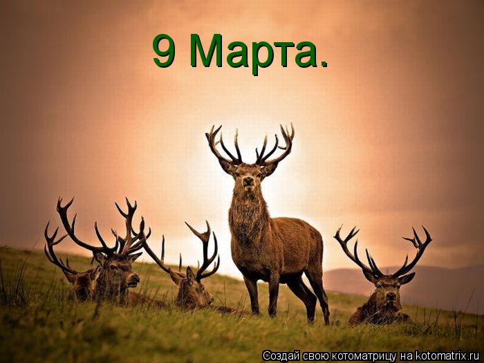 Котоматрица: 9 Марта.