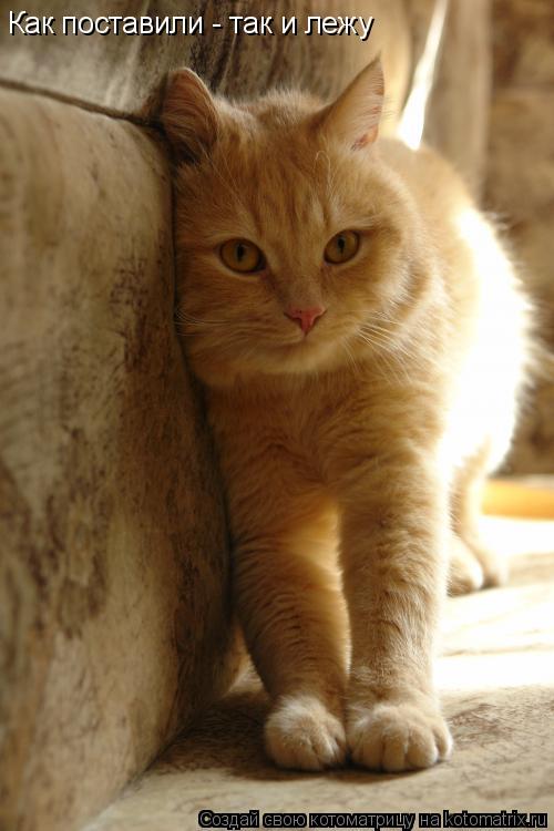 Котоматрица: Как поставили - так и лежу