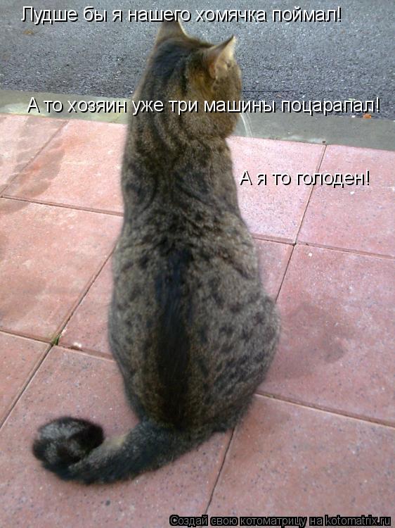 Котоматрица: Лудше бы я нашего хомячка поймал! А то хозяин уже три машины поцарапал! А я то голоден!