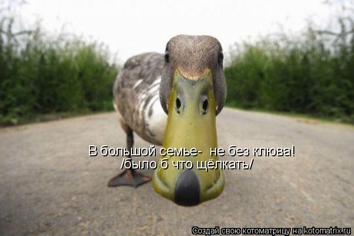 Котоматрица: В большой семье-  не без клюва! /было б что щёлкать/