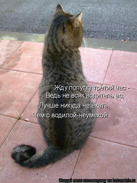 Котоматрица: Жду попутку третий час -  Ведь не всяк водитель ас, Лучше никуда не ехать, Чем с водилой-неумехой
