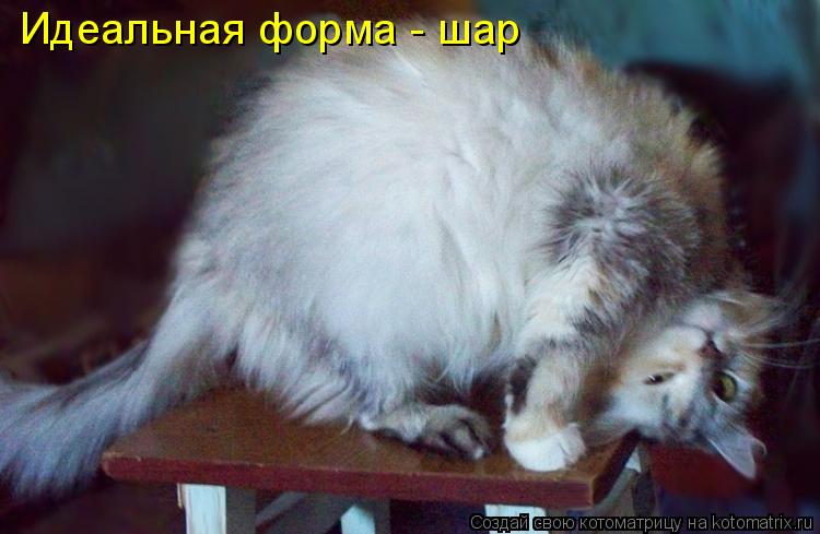 Котоматрица: Идеальная форма - шар