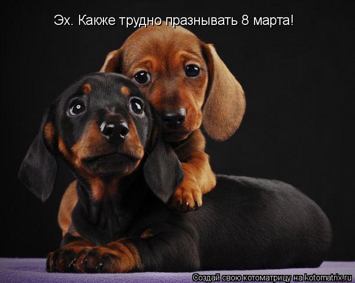 Котоматрица: Эх. Какже трудно празнывать 8 марта!