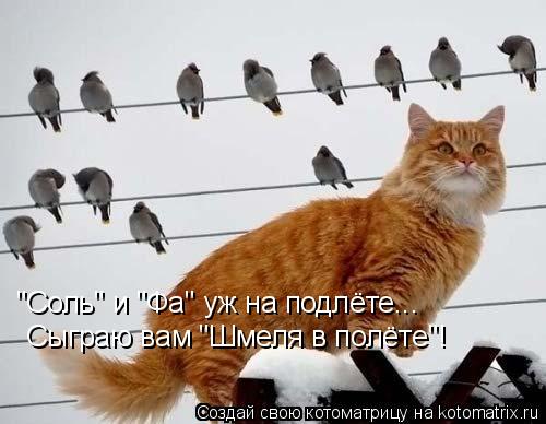 Котоматрица: "Соль" и "Фа" уж на подлёте... Сыграю вам "Шмеля в полёте"!