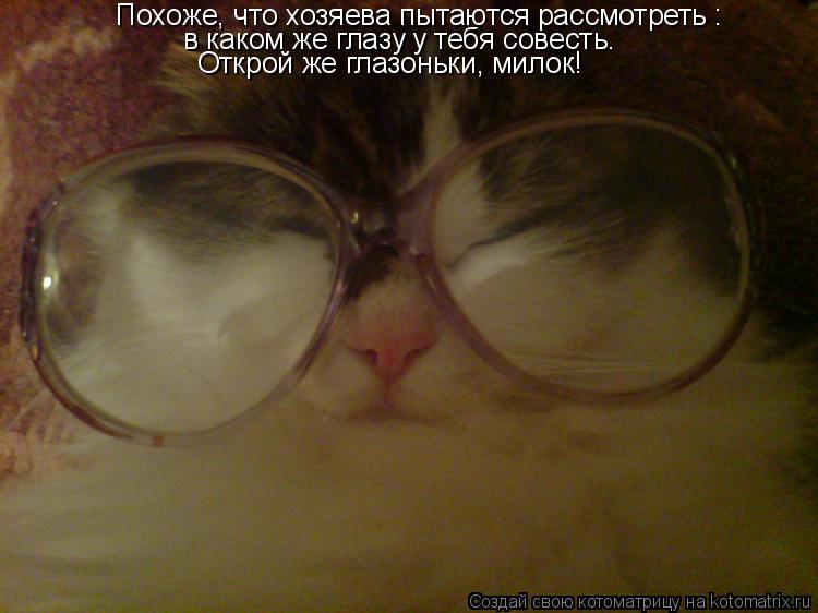 Котоматрица: Похоже, что хозяева пытаются рассмотреть : в каком же глазу у тебя совесть. Открой же глазоньки, милок!
