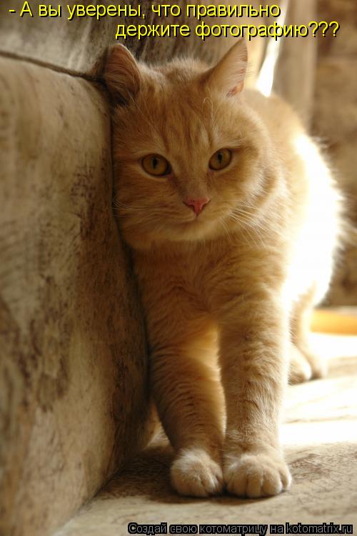 Котоматрица: - А вы уверены, что правильно держите фотографию???