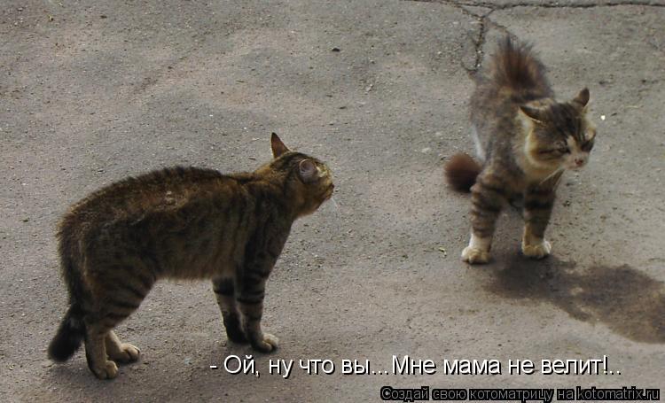Котоматрица: - Ой, ну что вы...Мне мама не велит!..