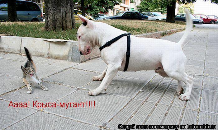 Котоматрица: Аааа! Крыса-мутант!!!!