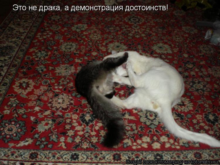 Котоматрица: Это не драка, а демонстрация достоинств!