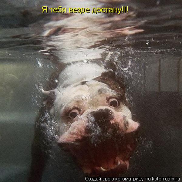 Котоматрица: Я тебя везде достану!!!
