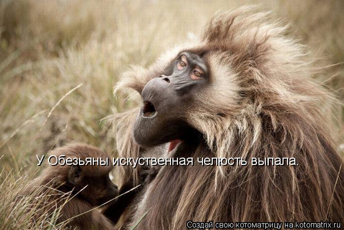 Котоматрица: У Обезьяны искуственная челюсть выпала.