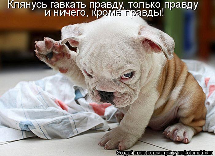 Клянусь гавкать правду, только правду и ничего, кроме правды!... Котоматрица: Клянусь гавкать правду, только правду и ничего, кроме правды!