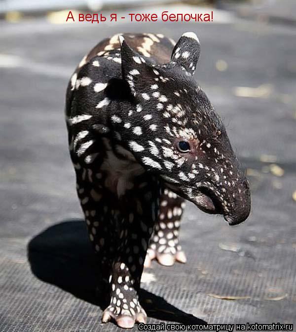 Котоматрица: А ведь я - тоже белочка!