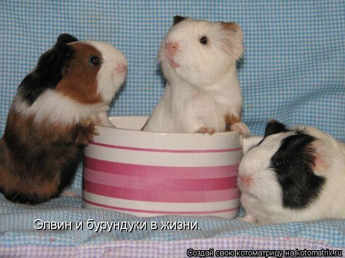 Котоматрица: Элвин и бурундуки в жизни.