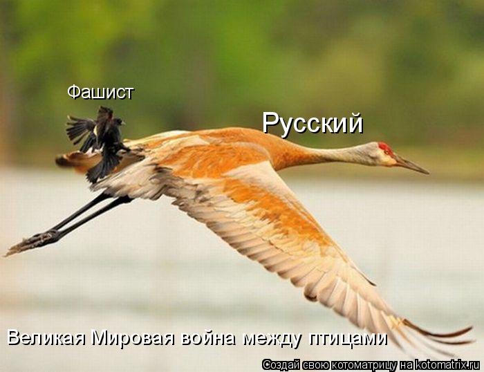Котоматрица: Фашист Русский Великая Мировая война между птицами