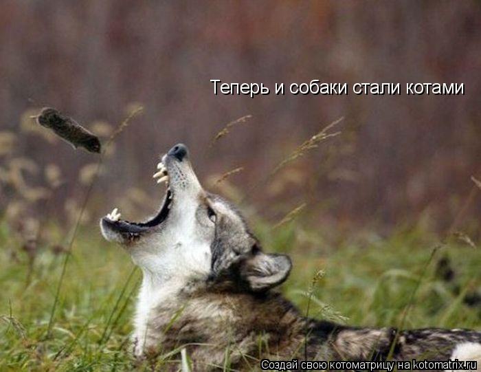Котоматрица: Теперь и собаки стали котами