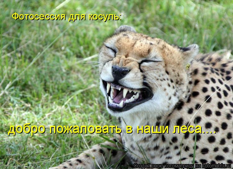 Котоматрица: Фотосессия для косуль: добро пожаловать в наши леса....